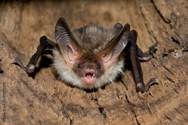 Obraz Bechstein's Bat, Myotis bechsteinii
