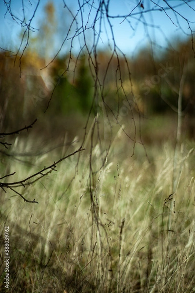 Obraz autumn landscape