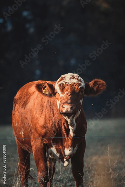Obraz Cows in the pasture