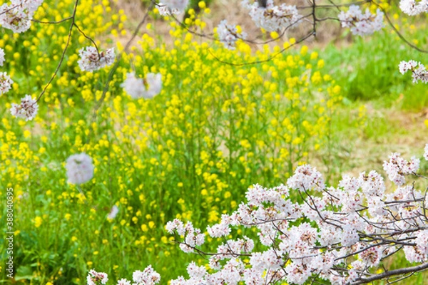 Fototapeta サクラと菜の花