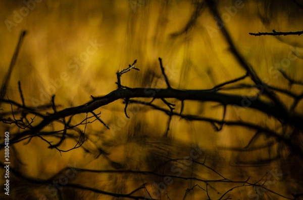 Obraz yellow branches