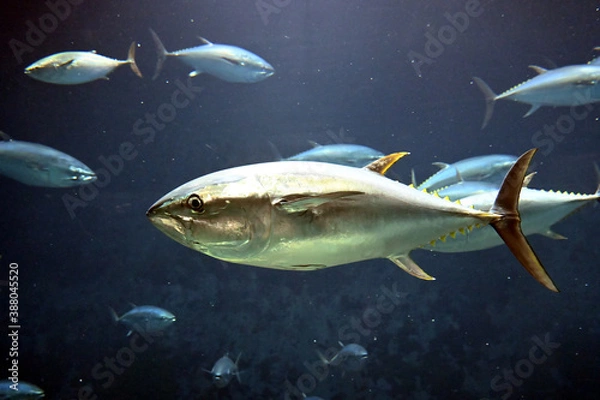 Fototapeta 高速で水中を泳ぐクロマグロ