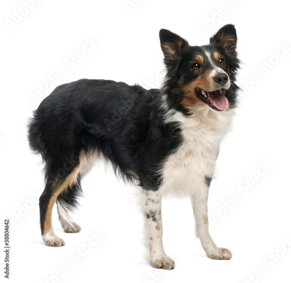 Fototapeta Border collie in front of white background