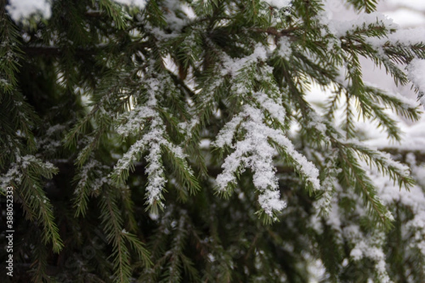 Obraz snow covered needles