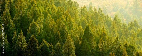 Obraz Pine Trees Forest Evening Light