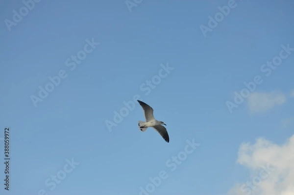 Obraz Miami and Key West, Florida