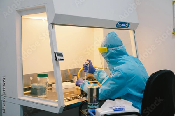 Fototapeta A scientist in PPE safty uniform pipetting sample experiment in biological safety cabinet (BSC).