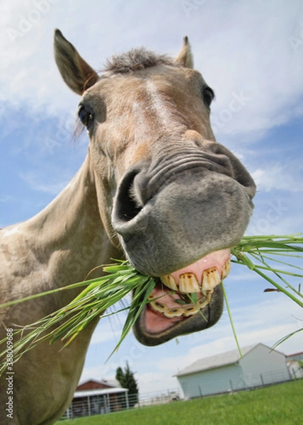 Obraz tan horse close-up pulling funny face