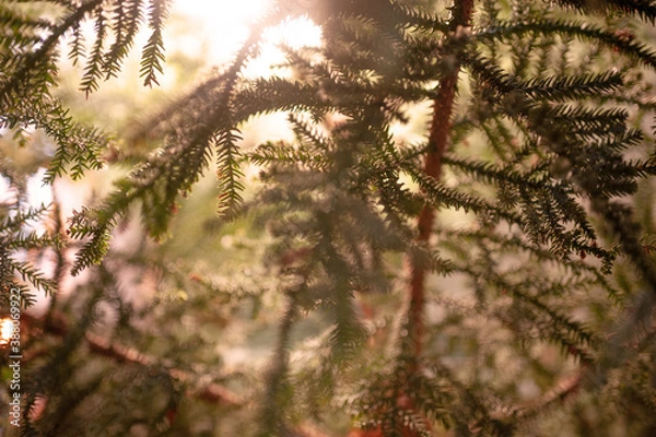 Fototapeta juniper branches