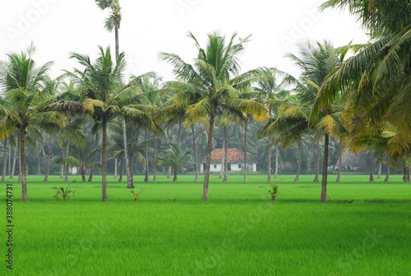 Obraz NATURE"S GREEN MAT