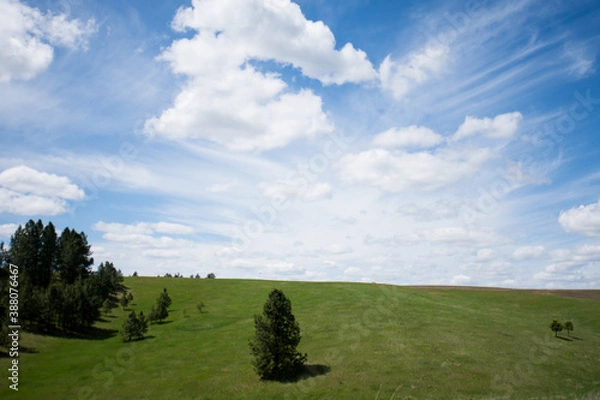 Obraz grass and blue sky