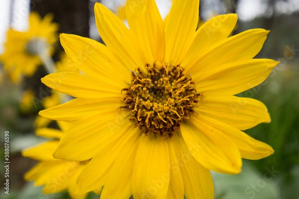 Obraz yellow sunflower close up