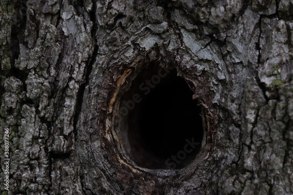 Fototapeta Hollow in a tree trunk