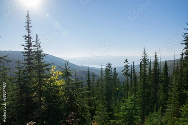 Obraz trees in the mountains