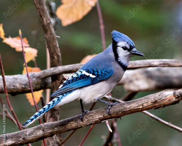 Obraz Blue Jay stock photo. Blue Jay perched on a branch with blur background displaying blue feather plumage, wings,  body,  beak in its wild environment and habitat. Image. Picture. Portrait.