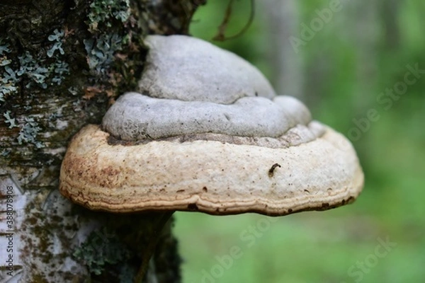 Fototapeta gray truman mushroom growing on a tree trunk