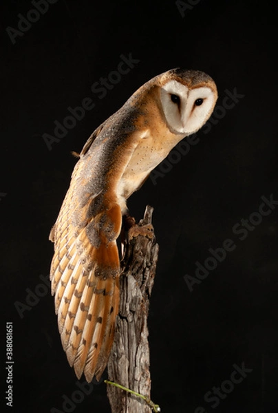 Fototapeta BARN OWL WITH ITS WING WIDE OPEN ON A BRANCH
