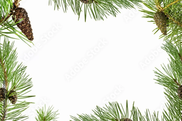 Fototapeta Frame of green coniferous tree with cones, white background.