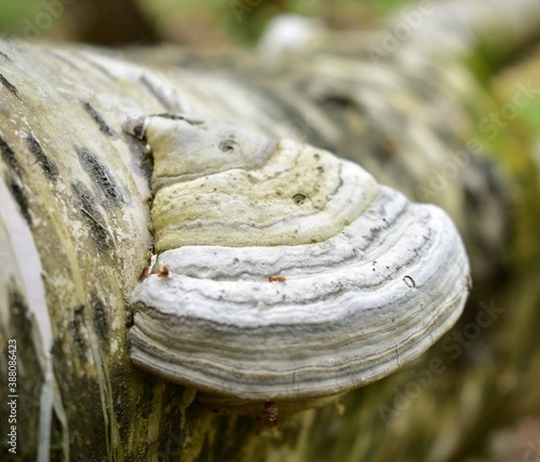 Fototapeta a tree branch with an overgrown mushroom near it