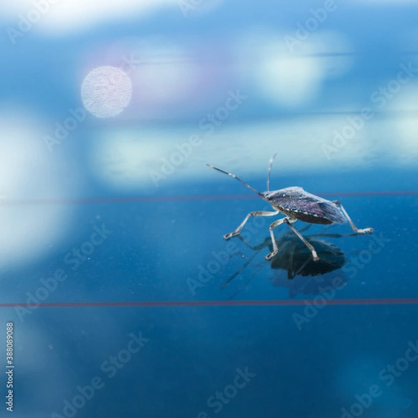 Fototapeta bug on a blue background