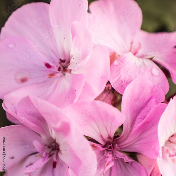 Fototapeta pink flowers