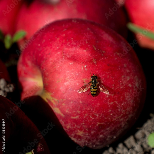 Fototapeta bee on an apple