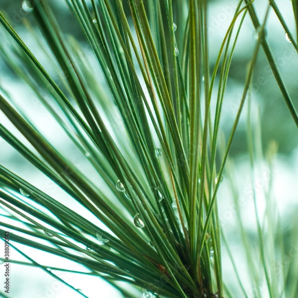 Fototapeta green tree