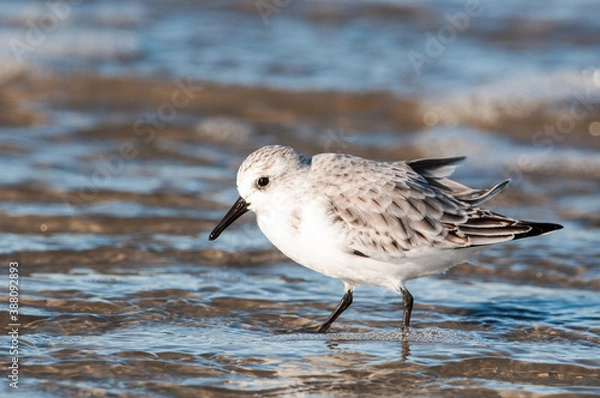 Fototapeta Sanderling