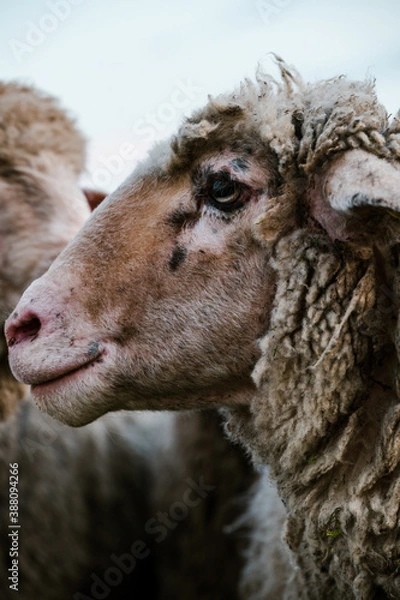 Obraz Glückliche Schafe 