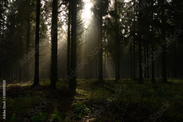 Obraz Düsterer Wald 