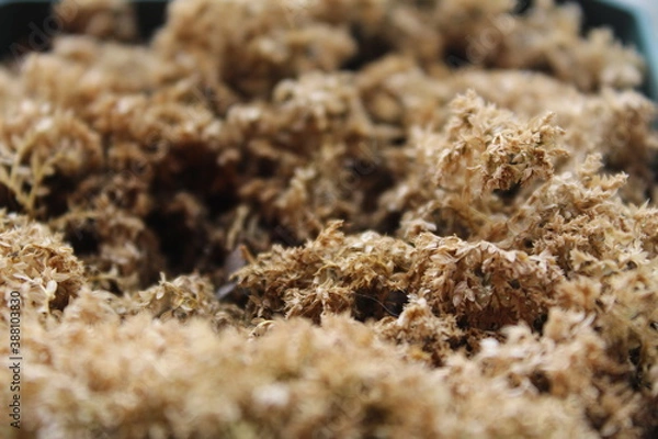 Obraz moss on the ground