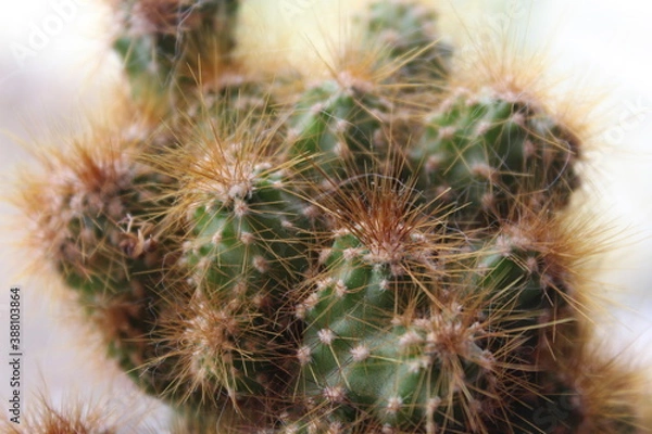 Obraz cactus close up