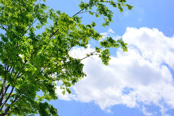 Fototapeta 新緑の木々と青空と白い雲