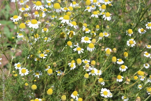 Obraz Spring flowers weekend