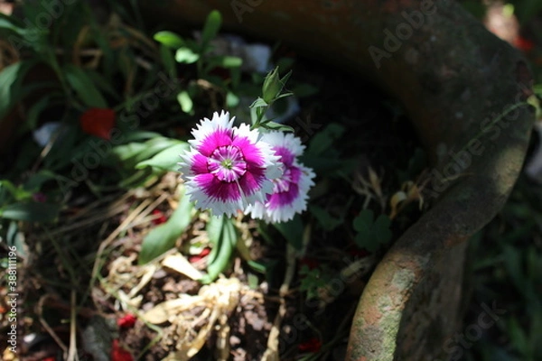 Obraz Spring flowers weekend