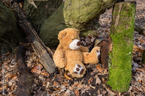 Fototapeta Looking for the bear in the forest