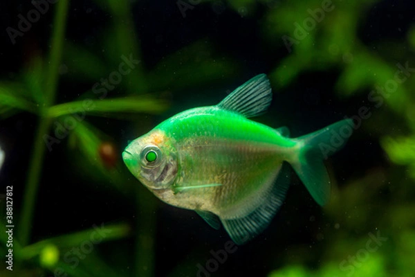 Fototapeta Fish Black tetra Gymnocorymbus ternetzi of green color swims in an aquarium on a green background close-up. Horizontal orientation. High quality photo