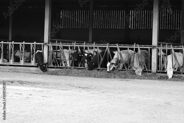 Fototapeta cows in stable