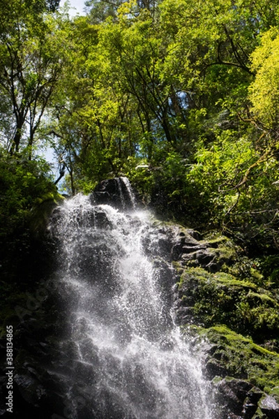 Obraz Waterfall with green trees around