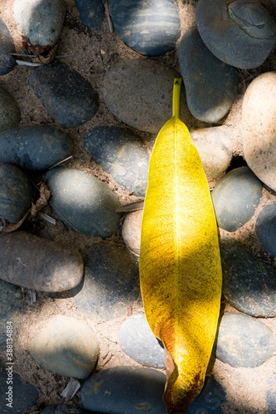 Obraz Yellow leaf on the floor with round stones