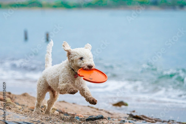 Obraz Cute white dog