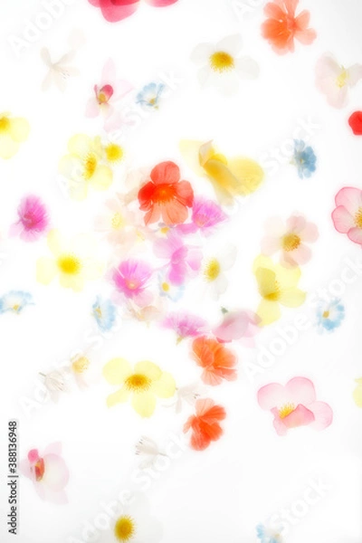 Fototapeta 花のバックグラウンド