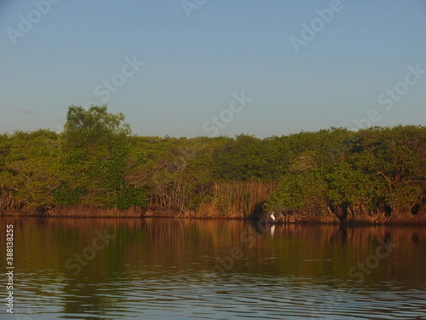 Obraz river in the forest