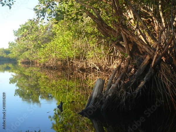 Obraz tree in the water