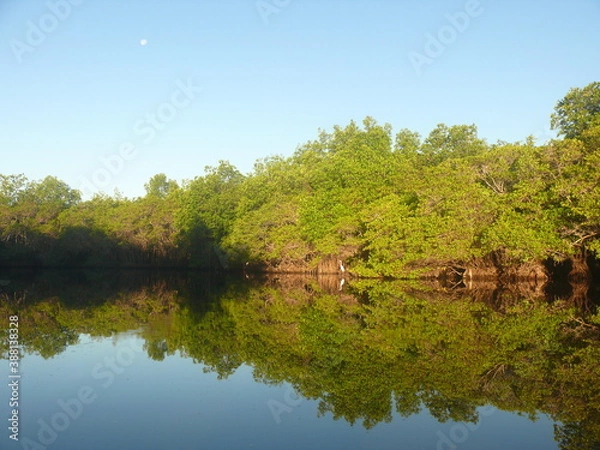 Obraz trees reflected in water