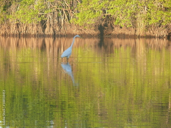 Obraz heron in the pond