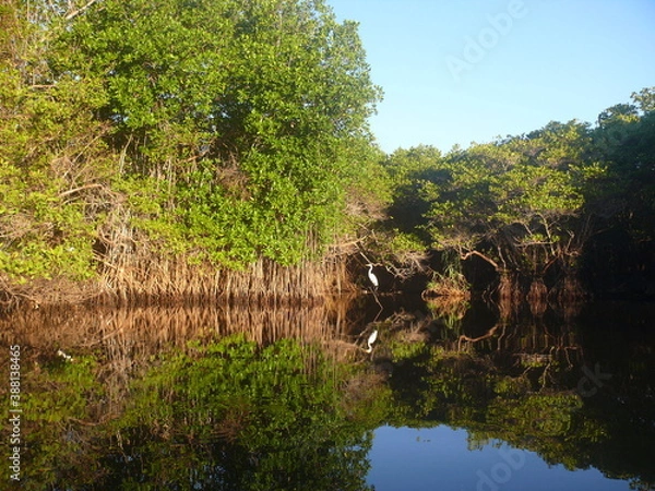 Obraz river and forest