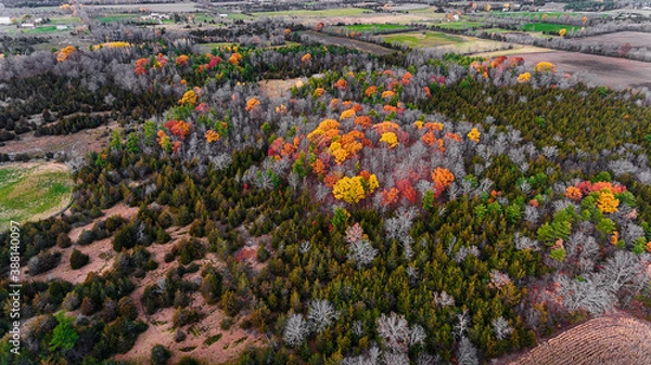 Fototapeta Drone photography of a forest containing oaks and maple trees in autumn.  The forest floor is painted in a reddish glow from the fallen leaves.  Rural scenic landscapes of Ontario Canada.