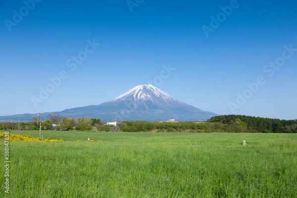 Fototapeta 朝霧高原の草原と富士山