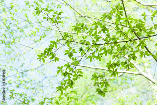 Obraz ブナの新緑